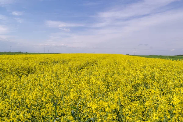 Colza Jaune Fleurit Sur Les Champs Cultivés Par Une Journée — Photo