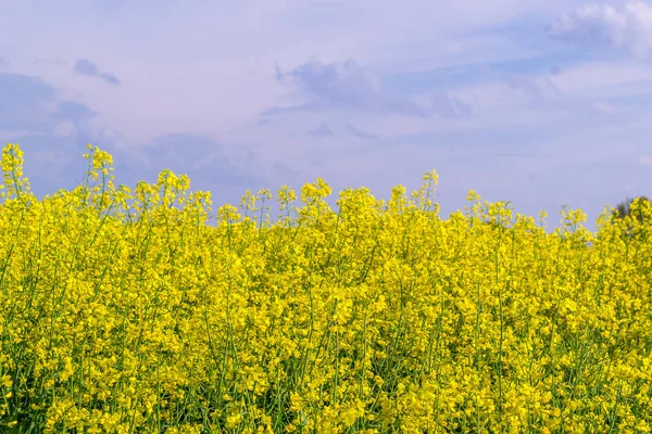 Gula Rapsblommor Odlade Fält Solig Dag — Stockfoto