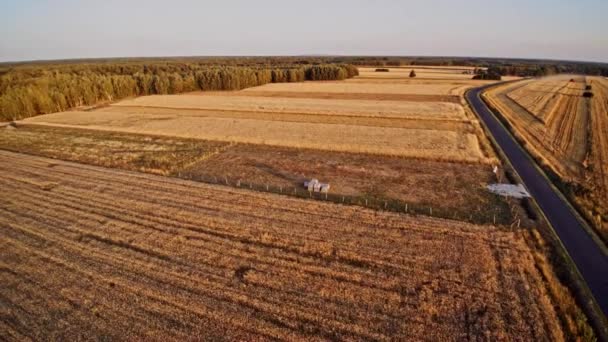 Cosecha Época Cosecha Los Productos Agrícolas Polonia — Vídeos de Stock