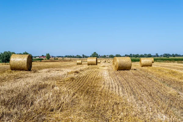 Rouleaux Paille Sur Champ Fauché Juste Après Récolte — Photo