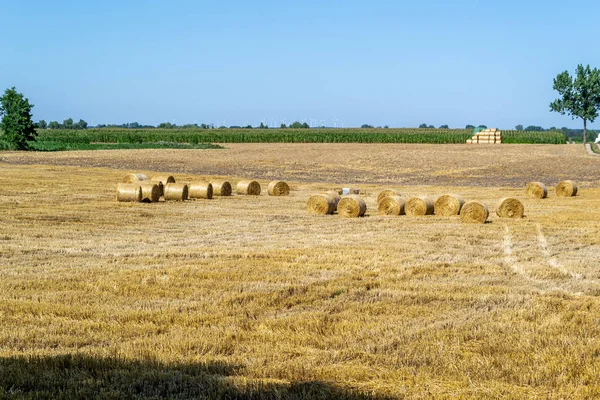 スタブル上のわらローラーで穀物を刈った後のフィールド — ストック写真