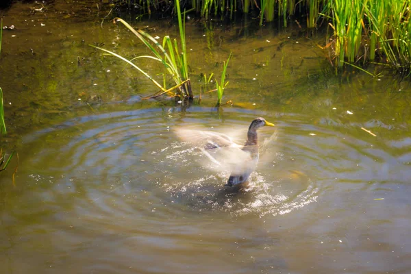 Stockente Flattert Beim Schwimmen Mit Den Flügeln — Stockfoto