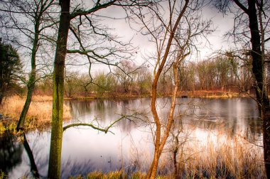 Polonya ormandaki altın sonbahar, batan güneşle aydınlatılan renkler.