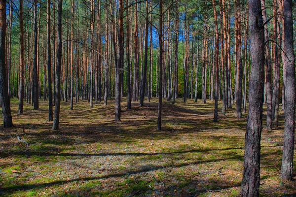 Polonia Otoño Dorado Bosque Paisaje Con Colores Iluminados Por Sol — Foto de Stock
