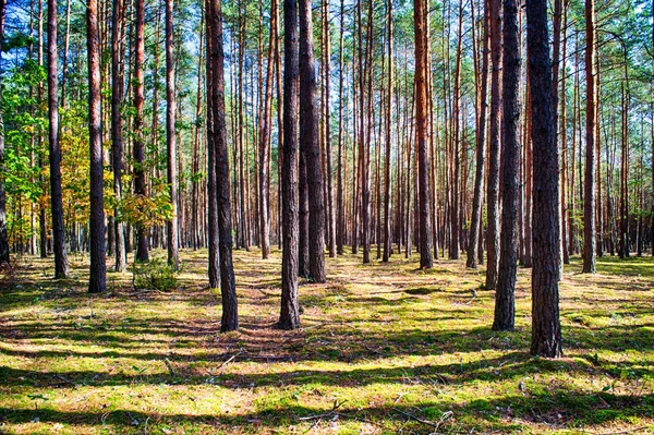 Polonia Otoño Dorado Bosque Paisaje Con Colores Iluminados Por Sol — Foto de Stock