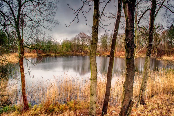Polonia Autunno Oro Nella Foresta Paesaggio Con Colori Illuminati Dal — Foto Stock