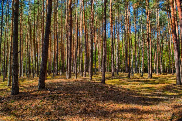 Polonia Otoño Dorado Bosque Paisaje Con Colores Iluminados Por Sol — Foto de Stock