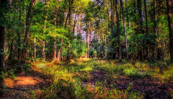Polônia Outono Dourado Floresta Paisagem Com Cores Iluminadas Pelo Pôr — Fotografia de Stock
