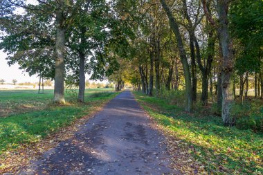 Polonya ormandaki altın sonbahar, batan güneşle aydınlatılan renkler.