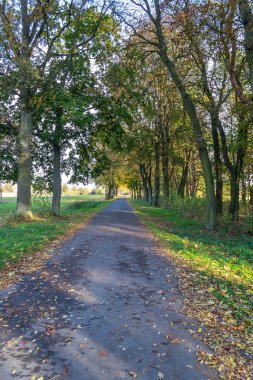 Polonya ormandaki altın sonbahar, batan güneşle aydınlatılan renkler.