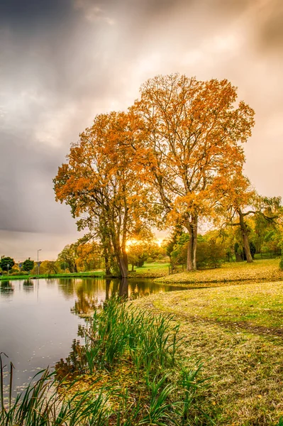 Польша Золотая Осень Лесу Пейзаж Цветами Освещенными Заходящим Солнцем — стоковое фото