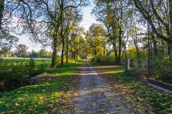 Polsko Zlatý Podzim Lese Krajina Barvami Osvětlenými Zapadajícím Sluncem — Stock fotografie