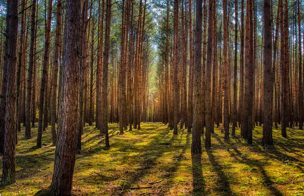 Polonia Otoño Dorado Bosque Paisaje Con Colores Iluminados Por Sol — Foto de Stock