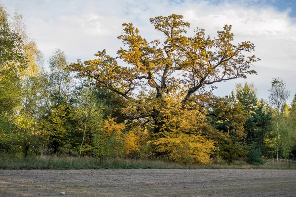 Polônia Outono Dourado Floresta Paisagem Com Cores Iluminadas Pelo Pôr — Fotografia de Stock