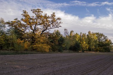 Polonya ormandaki altın sonbahar, batan güneşle aydınlatılan renkler.