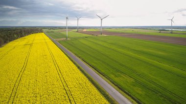 Rüzgâr tarlası çiçek açan kolza tohumlarıyla çevrili..