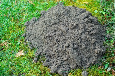 Köstebek tarafından kazılmış toprak yığını.