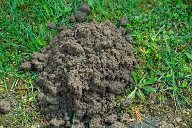 Köstebek tarafından kazılmış toprak yığını.