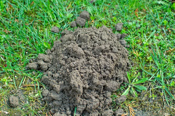Köstebek tarafından kazılmış toprak yığını.