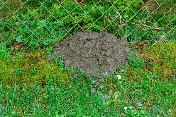 Köstebek Tarafından Kazılmış Toprak Yığını — Stok fotoğraf