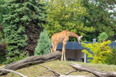 Wroclaw Hayvanat Bahçesindeki zürafa, Polonya