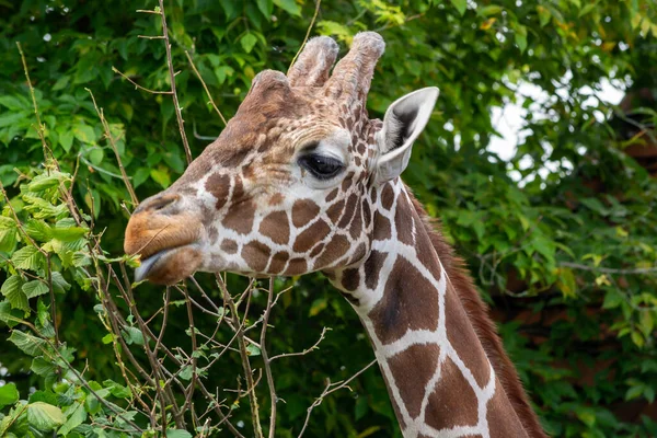 Girafe Dans Zoo Wroclaw Pologne — Photo