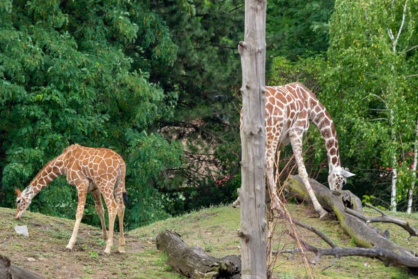 Girafe Dans Zoo Wroclaw Pologne — Photo