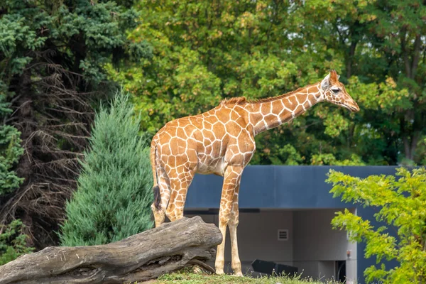 Girafe Dans Zoo Wroclaw Pologne — Photo