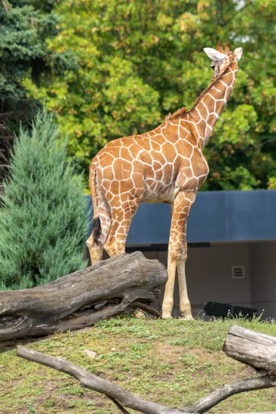 Girafe Dans Zoo Wroclaw Pologne — Photo