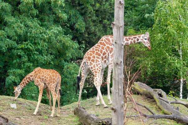 Girafe Dans Zoo Wroclaw Pologne — Photo