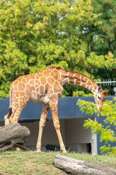 Girafe Dans Zoo Wroclaw Pologne — Photo