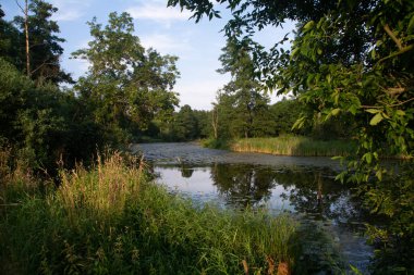 Yaşlı Widawka nehir yatağı, Polonya.