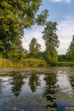 Yaşlı Widawka nehir yatağı, Polonya.