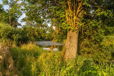 Yaşlı Widawka nehir yatağı, Polonya.
