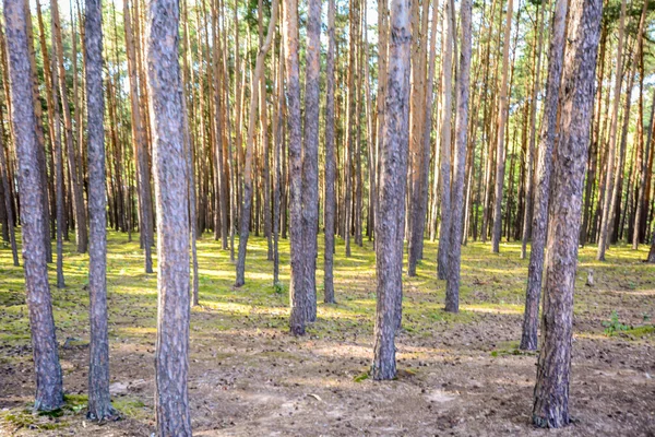 Bosque Pinos Iluminado Por Sol Poniente — Foto de Stock