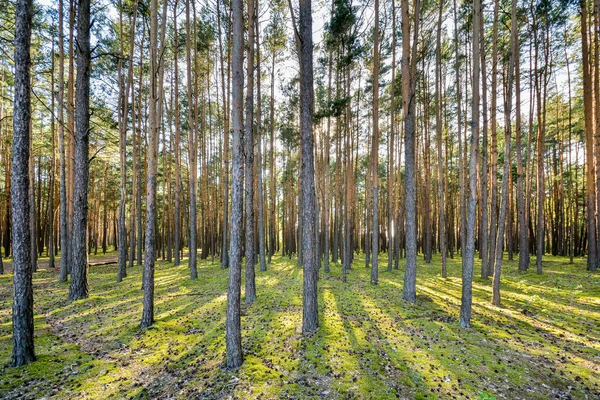 Bosque Pinos Iluminado Por Sol Poniente — Foto de Stock