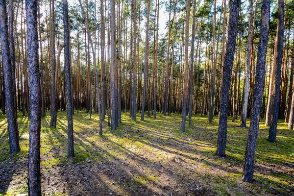 Bosque Pinos Iluminado Por Sol Poniente — Foto de Stock