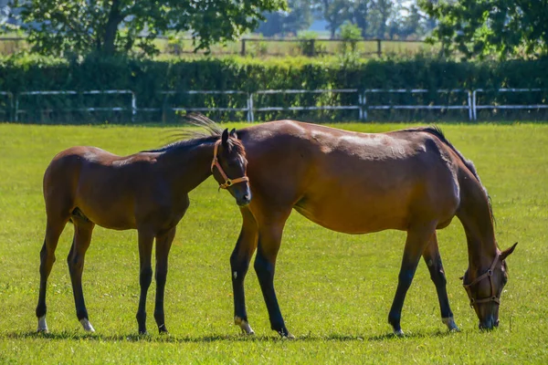 Cavalos Correr Cais — Fotografia de Stock