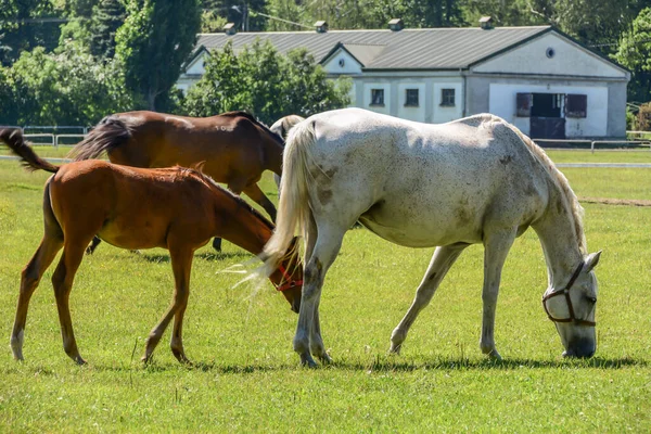 Paarden Rennen Paddock — Stockfoto