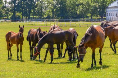 Otlakta koşan atlar.