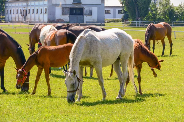 Paarden Rennen Paddock — Stockfoto