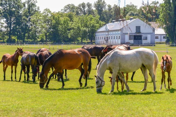 Hästarna Som Springer Hagen — Stockfoto