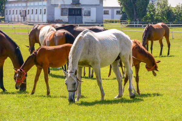 Hästarna Som Springer Hagen — Stockfoto