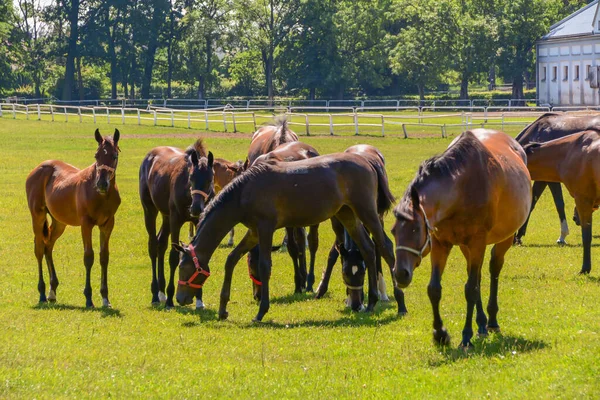 Hästarna Som Springer Hagen — Stockfoto