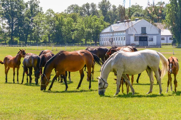 Hästarna Som Springer Hagen — Stockfoto