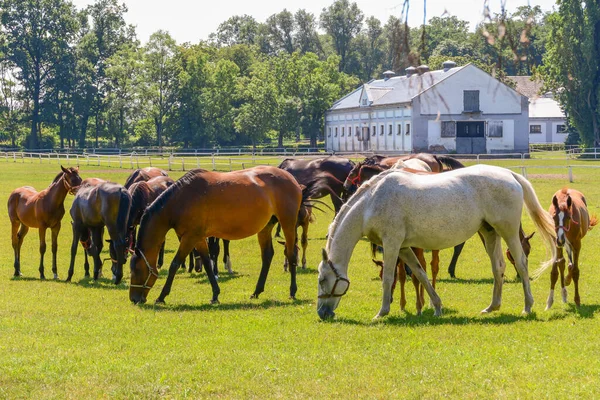 Paarden Rennen Paddock — Stockfoto