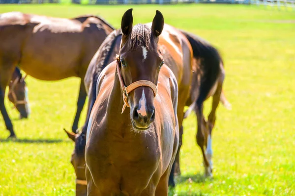 Cavalos Correr Cais — Fotografia de Stock