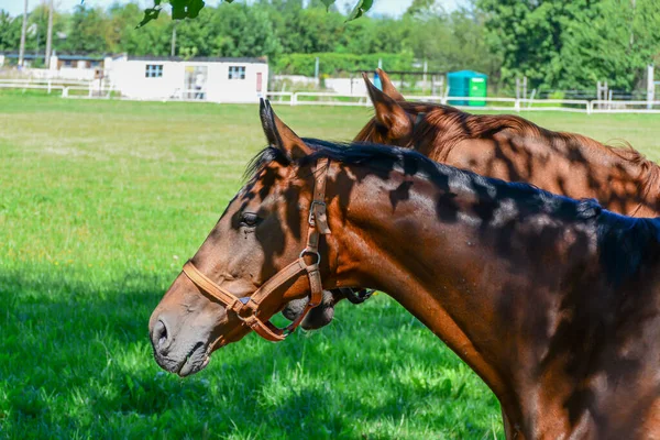Cavalos Correr Cais — Fotografia de Stock