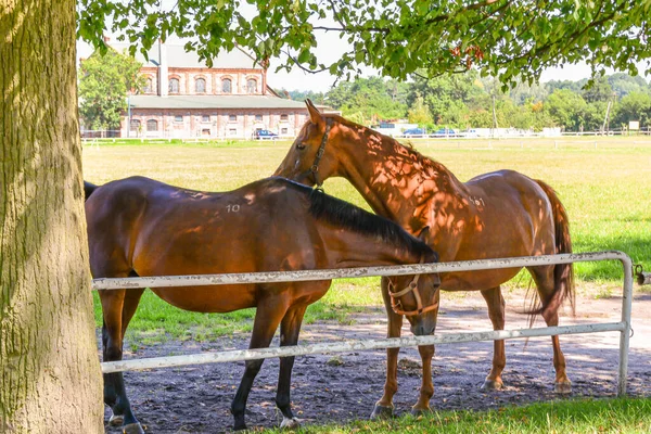 Cavalos Correr Cais — Fotografia de Stock