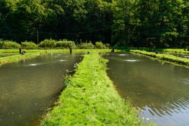 Polonya 'da su birikintilerinde alabalık çiftliği